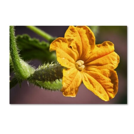 Trademark Fine Art Jason Shaffer 'Cucumber Bloom' Canvas Art, 22x32 JS0040-C2232GG